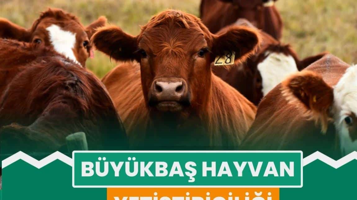 BÜYÜKBAŞ HAYVAN YETİŞTİRİCİLİĞİ KURSU